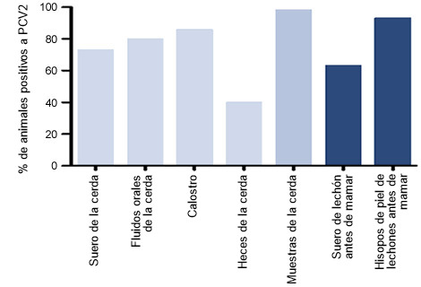 orcentaje de animales positivos a DNA de PCV2