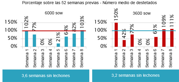 Tras la infección de las cerdas se infectaron todos los lechones