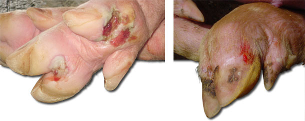 Cojeras y lesiones en los pies de cerdos de engorde