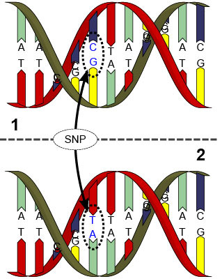 Genomics – linking SNP’s with performance