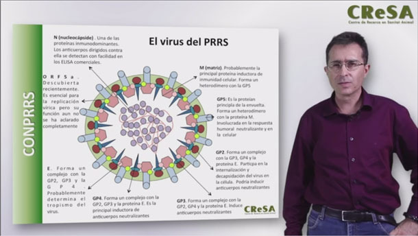 Curso: Bases técnicas para el control práctico del PRRS (12 horas), por el Dr. Enric Mateu