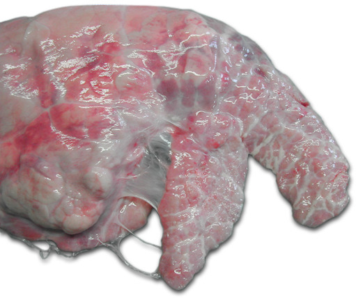 Pulmón derecho de un cerdo. Pleuritis ventro-craneal crónica que afecta al lóbulo cardíaco y la parte craneal del lóbulo diafragmático.