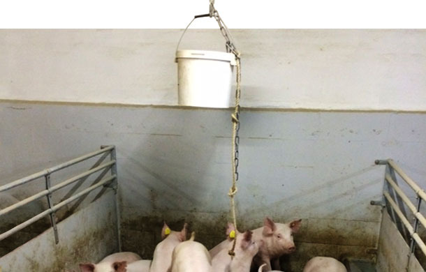 Uso de cubo con cuerda colgada del techo; la cuerda se va soltando poco a poco conforme los cerdos juegan con ella.