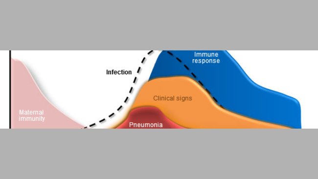 Dinámica de infección de Mycoplasma hyopneumoniae, signos clínicos y respuesta del hospedador.