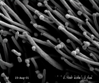 Microscopía electrónica de bacterias de Mycoplasma hyopneumoniae adheridas a las células epiteliales ciliadas del tracto respiratorio porcino