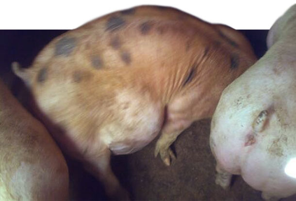 Cerdo afectado por un exceso de fermentaciones que proliferan dentro del animal