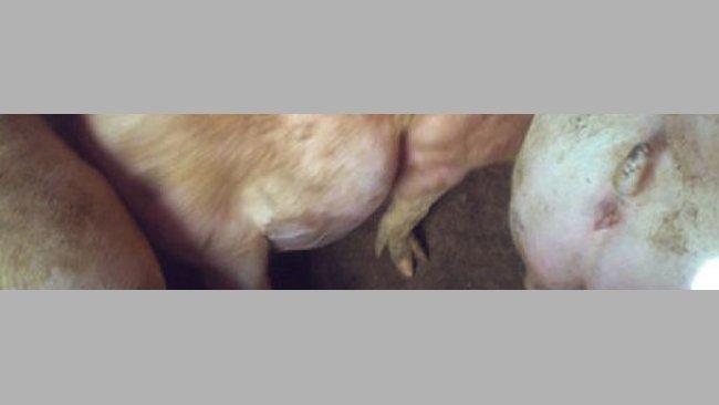 Cerdo afectado por un exceso de fermentaciones que proliferan dentro del animal