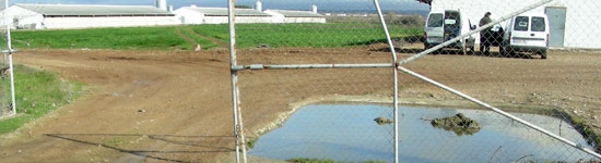 Pediluvio sin uso en una granja de cerdos