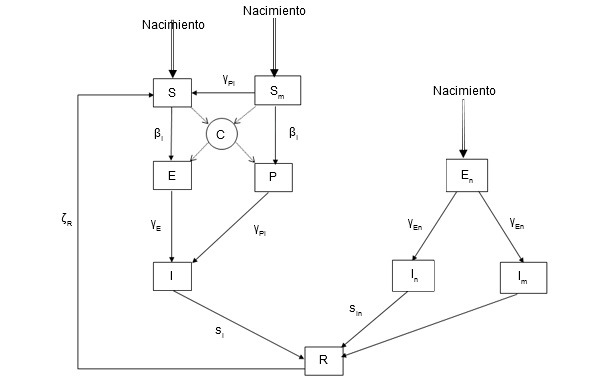 Modelo epidemiológico para la infección por PCV-2