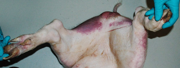 Enrojecimiento y cianosis en las patas traseras