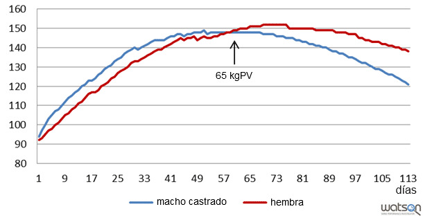 Deposición proteica (g/día) de machos castrados y hembras de la línea genética B