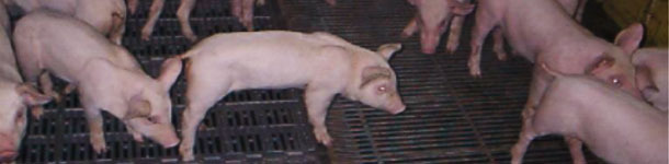 Lechones anoréxicos y letárgicos durante la visita