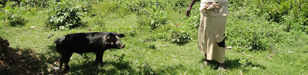 Cerdo en extensivo atado a un árbol para evitar daños a cultivos cercanos en Homa Bay, Kenia