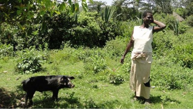 Cerdo en extensivo atado a un árbol para evitar daños a cultivos cercanos en Homa Bay, Kenia