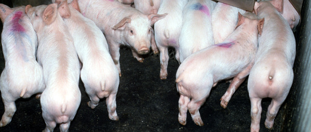 weaned pigs: loss of condition and hollow abdomen