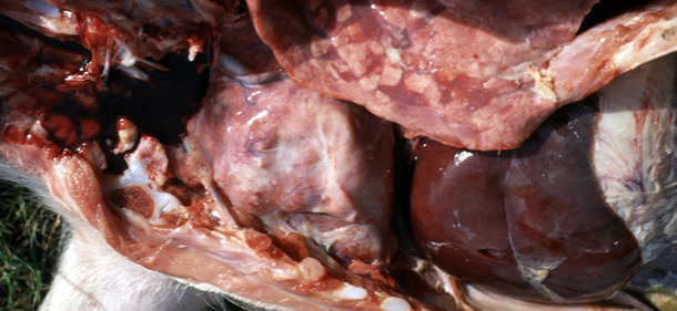 pericardial filling and fibrinous tags over the livern in a weaned pig