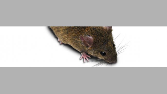 Rata