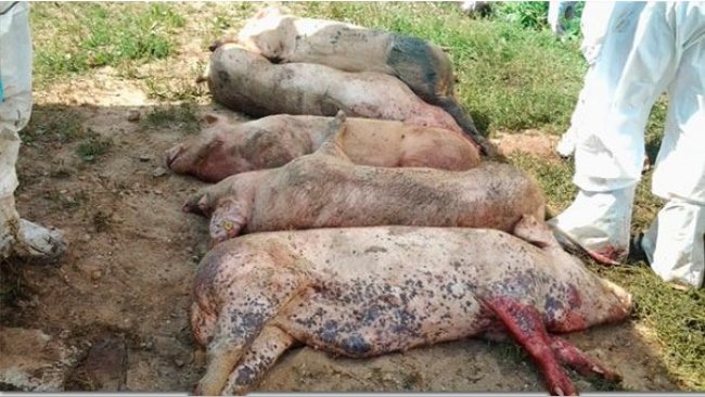 Cadáveres de cerdos infectados cor el virus de la PPA.