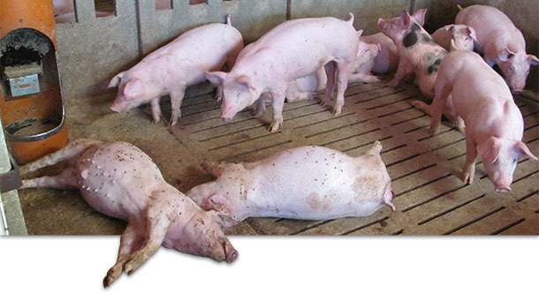 Cerdos muertos en la granja