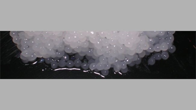 Cápsulas de semen de porcino sin diluir