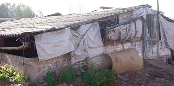 Granja sin bioseguridad