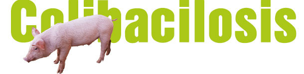 Colibacilosis