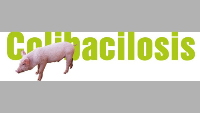 Colibacilosis
