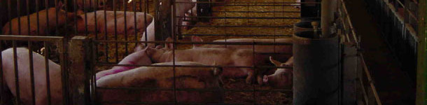 Primerizas