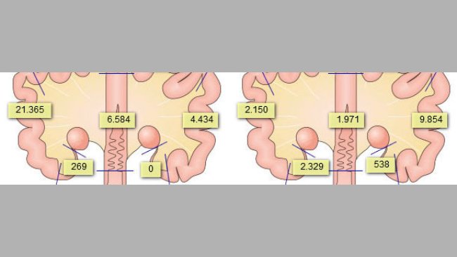 Presencia de espermatozoides en el aparato genital de la cerda, tras haber realizado 2 inseminaciones