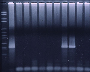 Figura 3. PCR fluorogénica para detectar PRRSV.