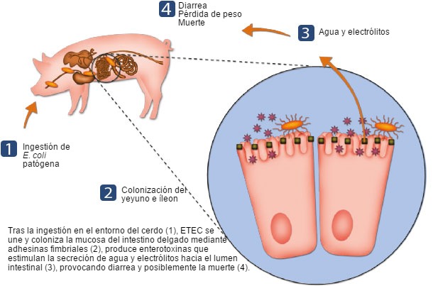 Cómo ETEC causa la enfermedad