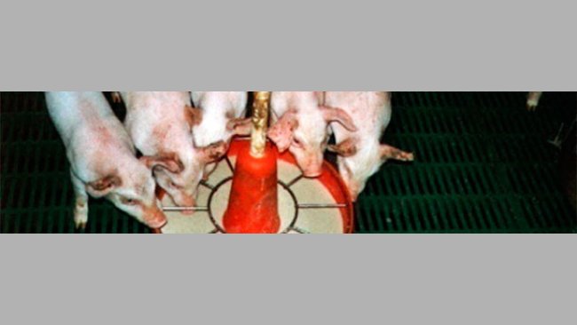 El uso de papillas o pienso semilíquida favorece la ingestión de pienso los primeros días y la adaptación al pienso sólido