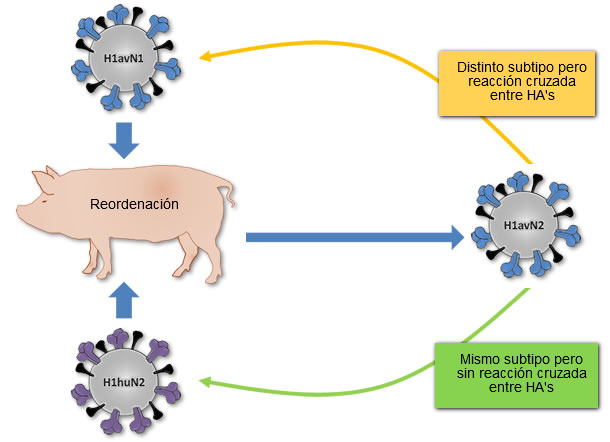 Origen del virus H1avN2 descrito en Dinamarca y Francia