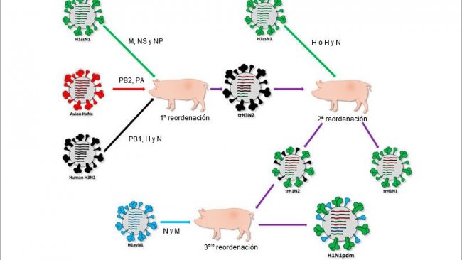 Origen de la cepa causante de la pandemia de 2009 H1N1pdm