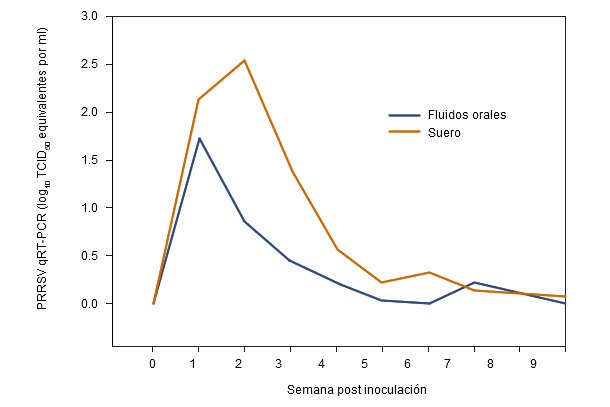 Resultados de qRT-PCR en suero y FO frente a PRRSV por semana postinoculación.
