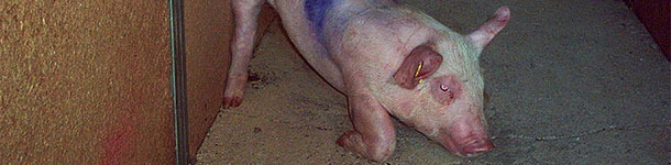 Cerdo afectado