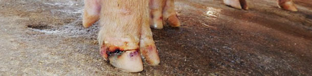 Lesiones en pezuñas en un caso de enfermedad vesicular idiopática.