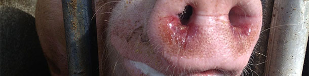 Cerdas enfermas con EM y depresión, anorexia, fiebre, dificultades respiratorias moderadas, descarga nasal y ocular con moco y sangre