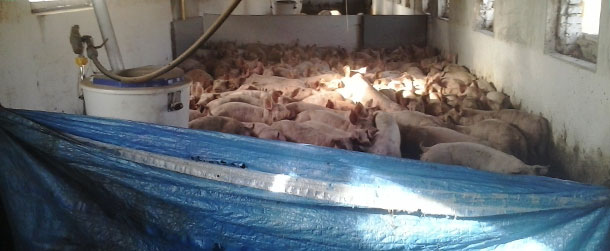 Uso de una lona de plástico para agrupar cerdos