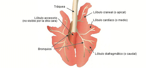 Representación esquemática de un pulmón de cerdo