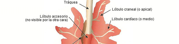 Representación esquemática de un pulmón de cerdo