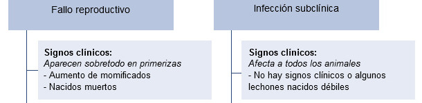 Efectos de la infección intrauterina por PCV2