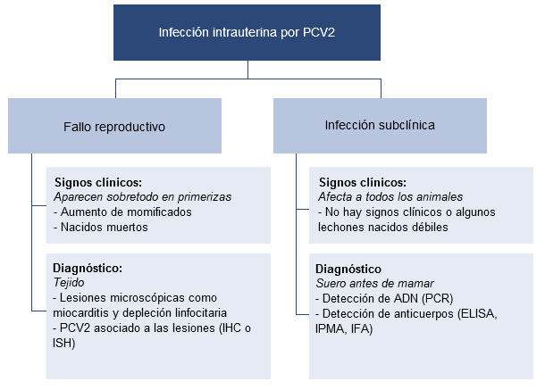 Effects of PCV2 in utero infection