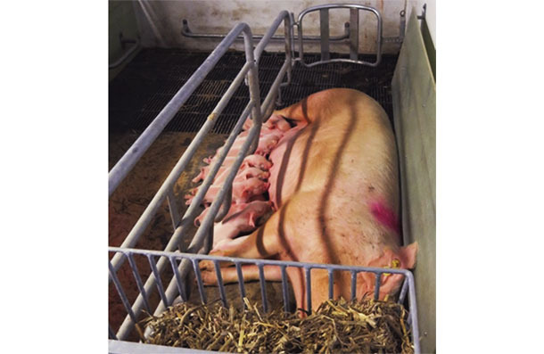 Foto 1. Sistema SWAP (del inglés  Sow Welfare and Piglet Protection)  en el periodo  de confinamiento temporal de la cerda. Cedida por Christian Fink Hansen