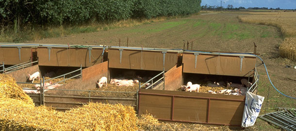 Outdoor Cosikennels holding pigs from weaning to 9 weeks old