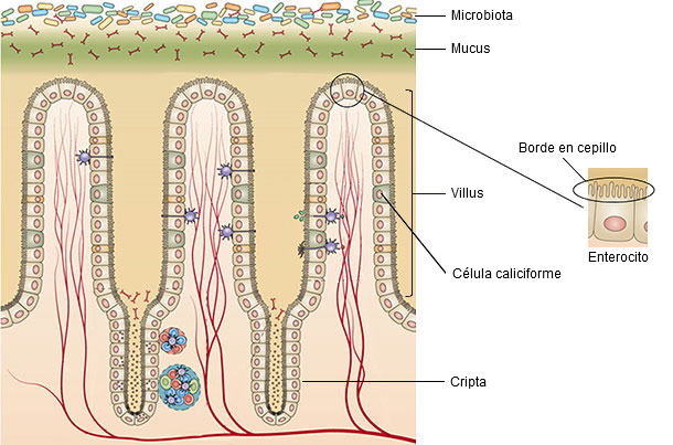 Estructura de la mucosa del intestino delgado