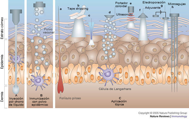 Immunization by cutaneous routes.