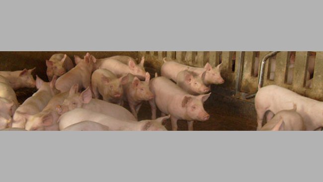 Factores de riesgo para neumonía enzoótica en cerdos de engorde
