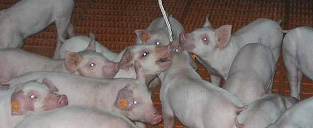 Weaned piglets need more time than fatteners to interact with the rope