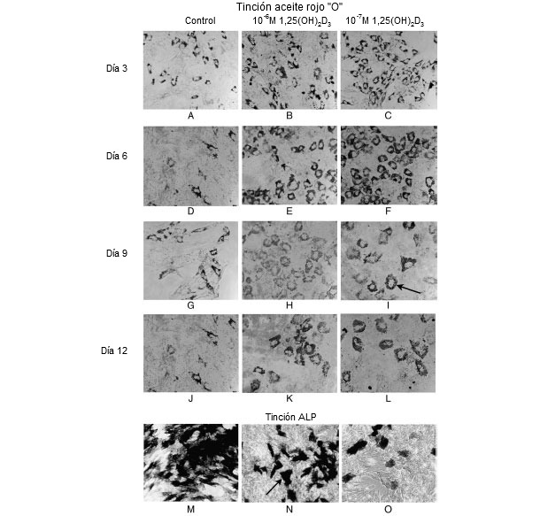 Oil red O staining for neutral lipids in fat cells and alkaline phosphatase staining (ALP) in osteoblast-like cells 